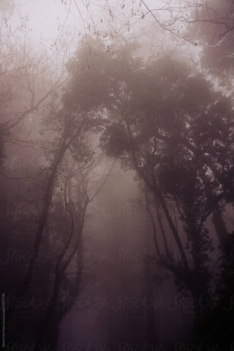 Foggy Forest By Stocksy Contributor Denni Van Huis Stocksy