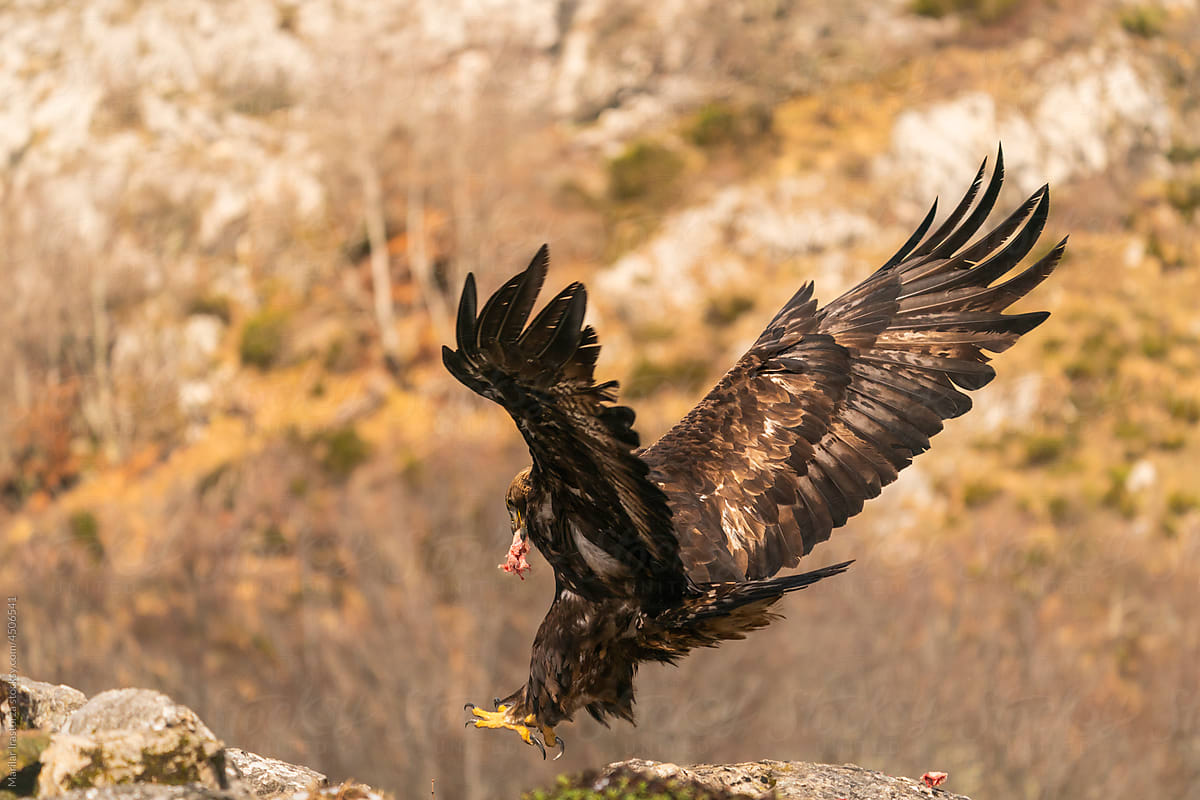 Golden Eagle Landing With A Prey In Its Beak