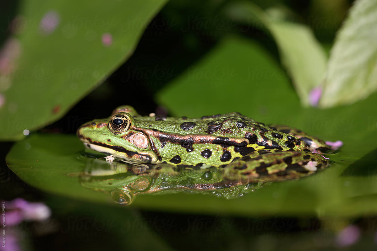 Frog in pond in profile