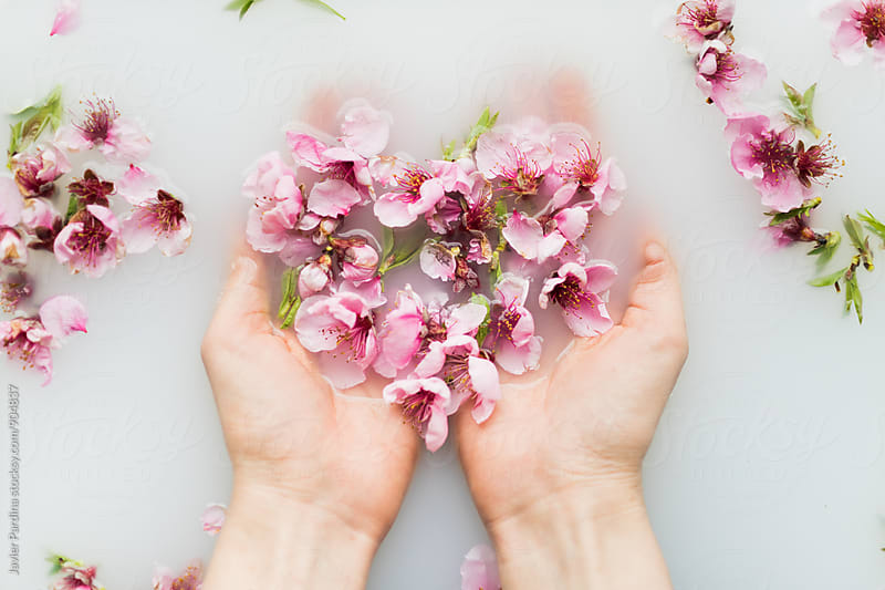 pink flowers in the hands