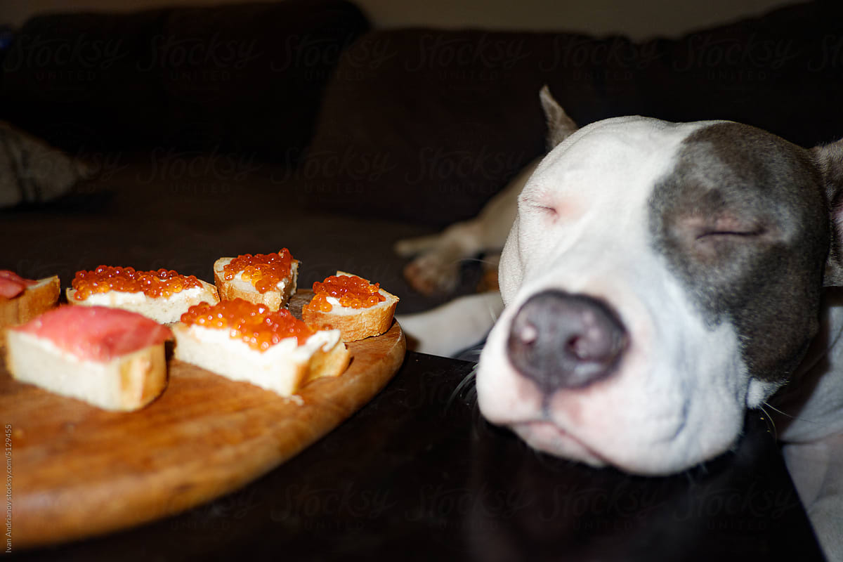 Funny Moment Dog Guard Sleeps By Human Food
