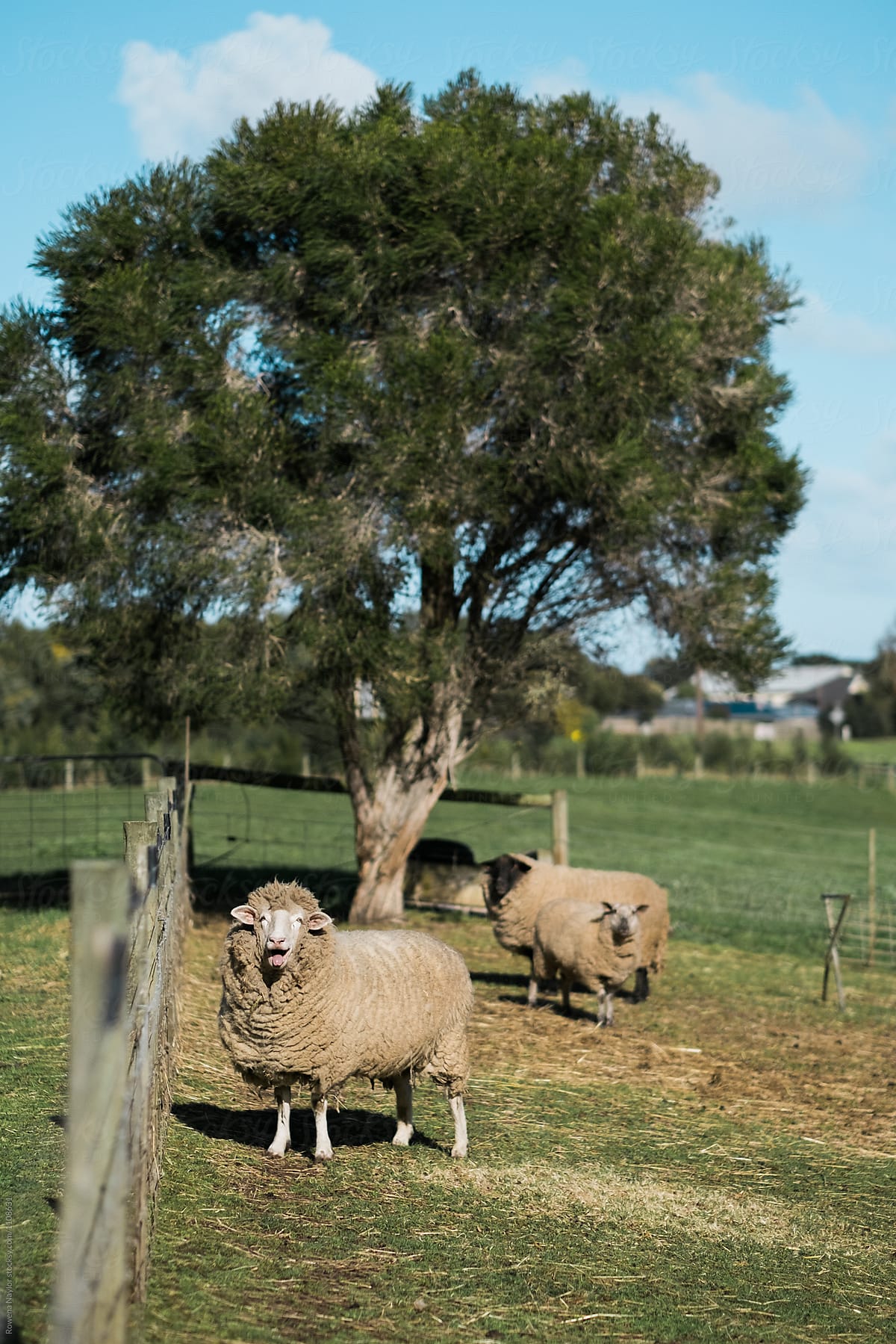 Ram with sheep in paddock