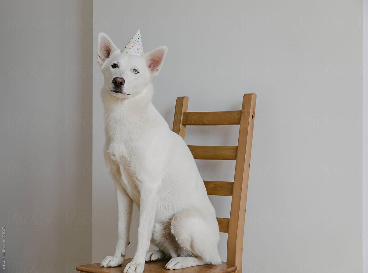 dog sitting on a chair in a birthday cap