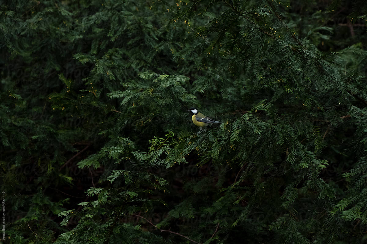 A little bird sitting on a branch