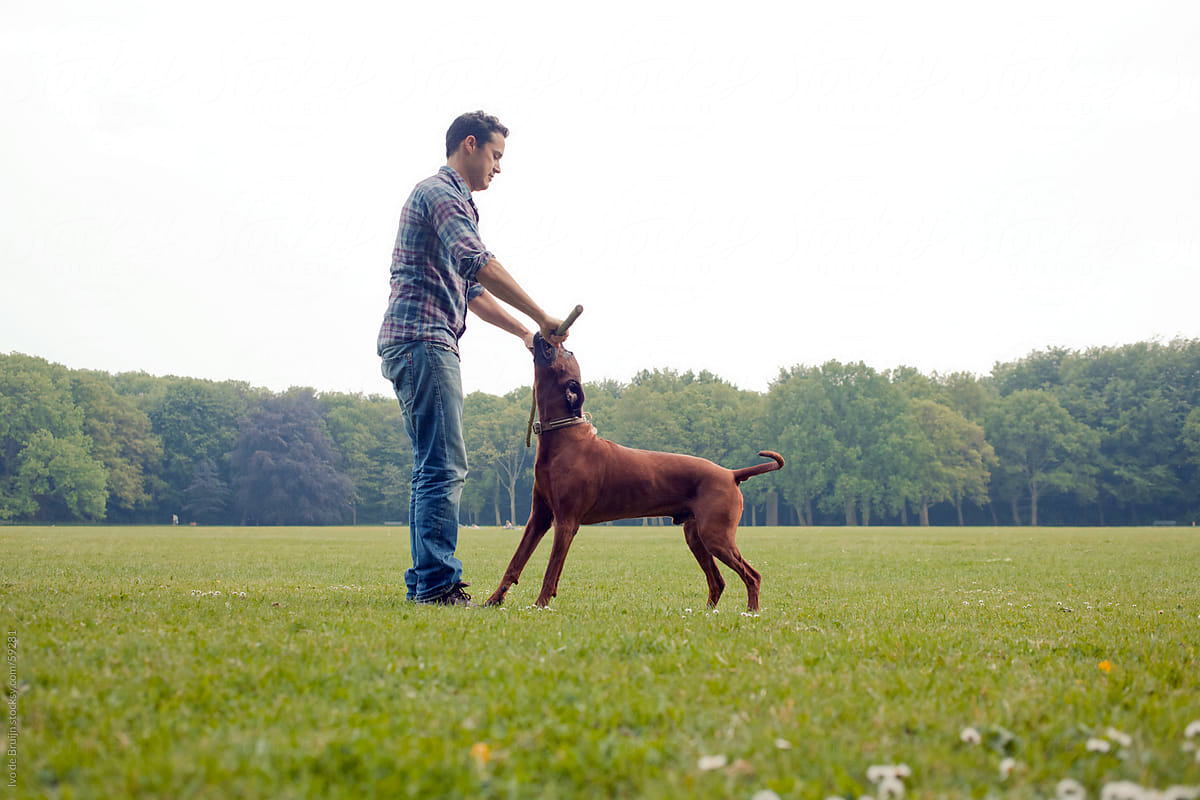 An adult owner playing with a stick with his brown haired dog