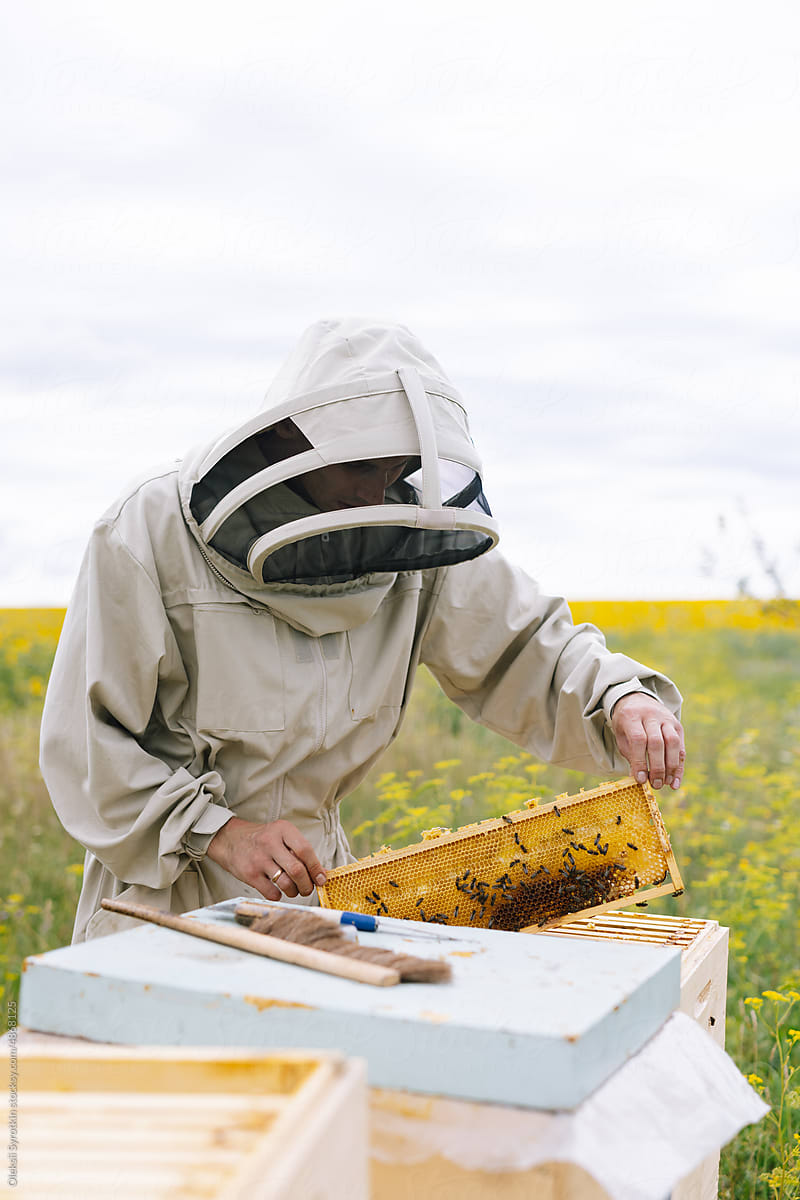 Honeycomb harvest honey agriculture beehive