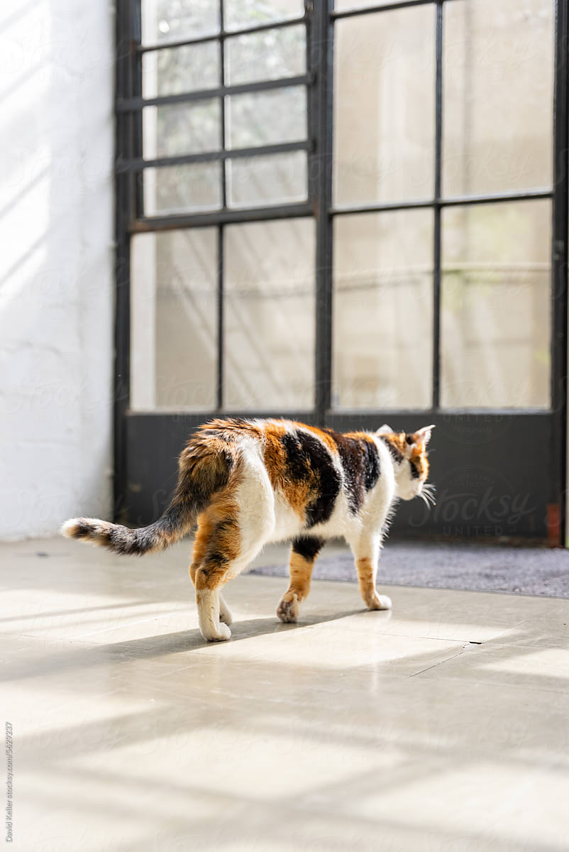 a cat strolls through window light streaming through glass doors