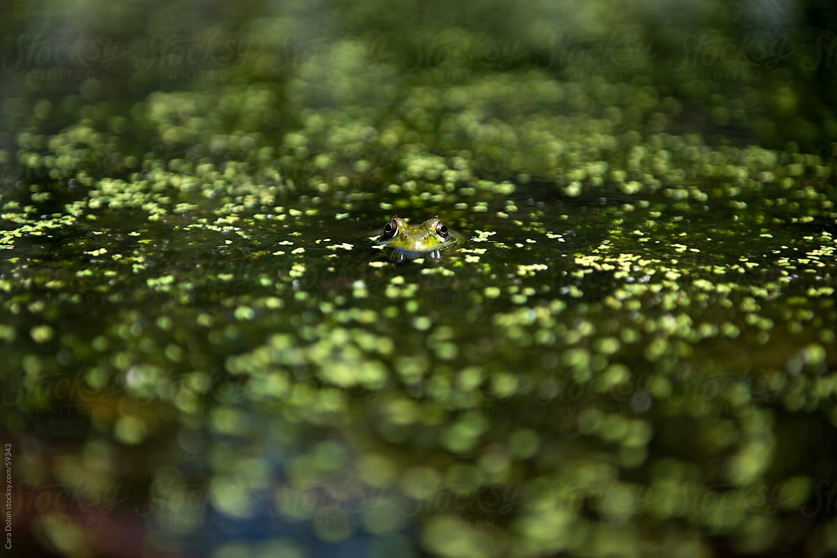 A frog peers just above the surface of a pond