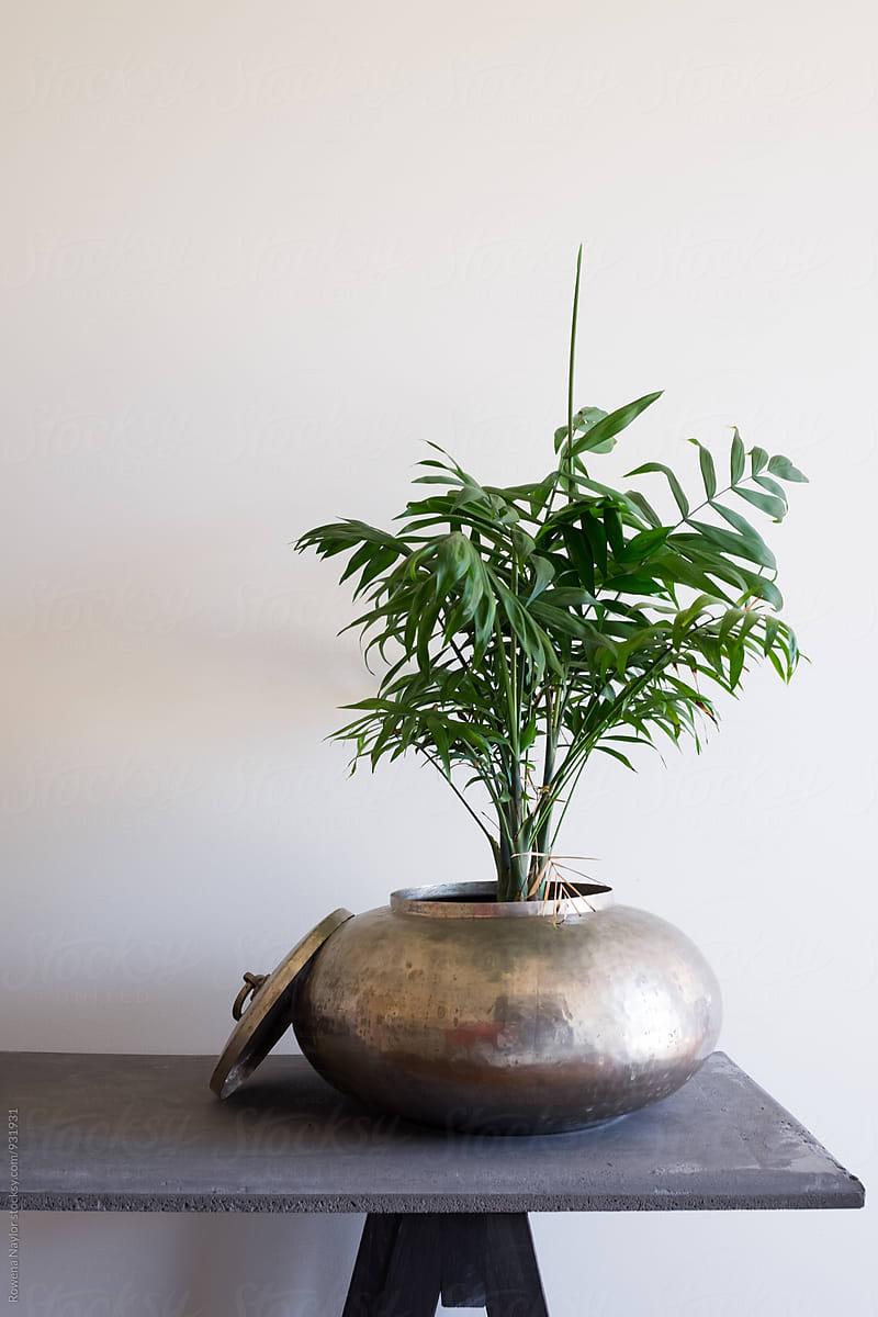 Fern plant in brass planter pot