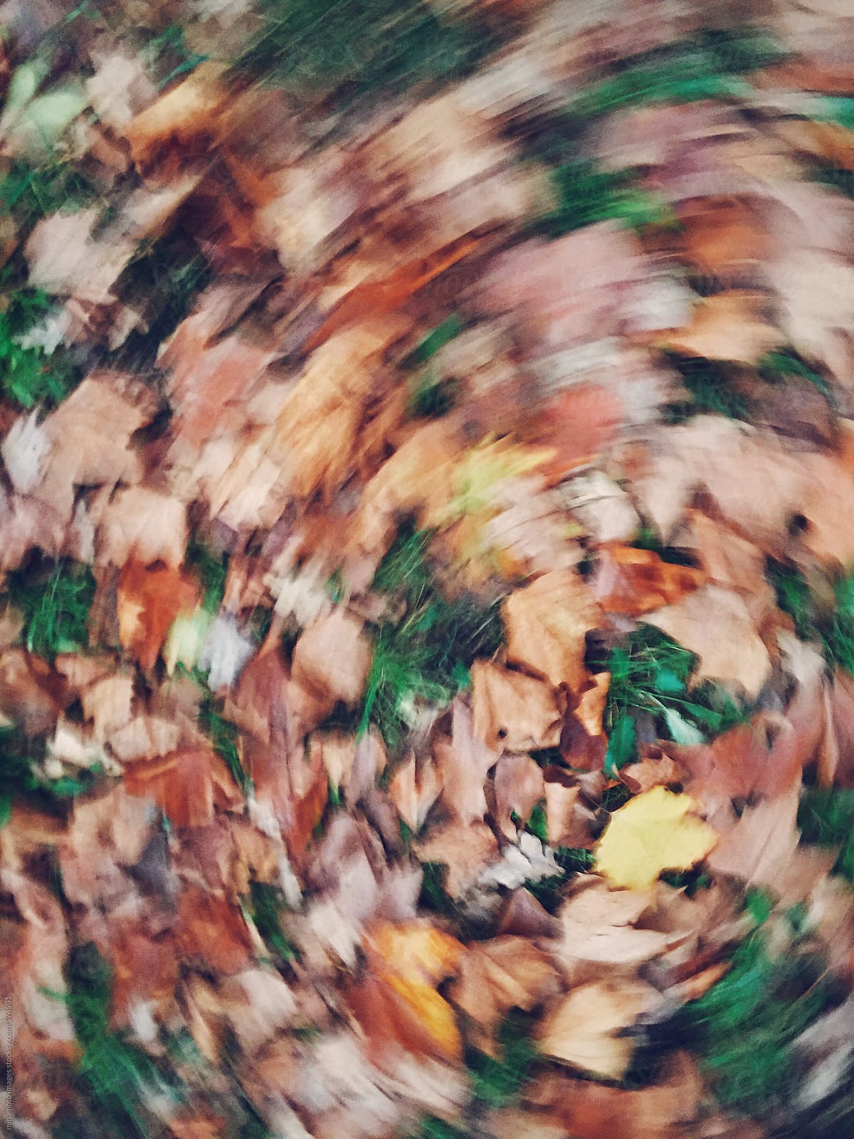 Leaves Swirling In The Wind