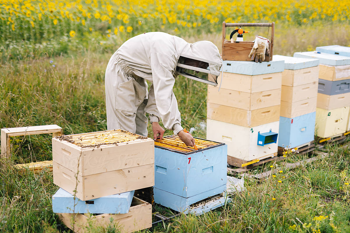 Beekeeper farm job beehive