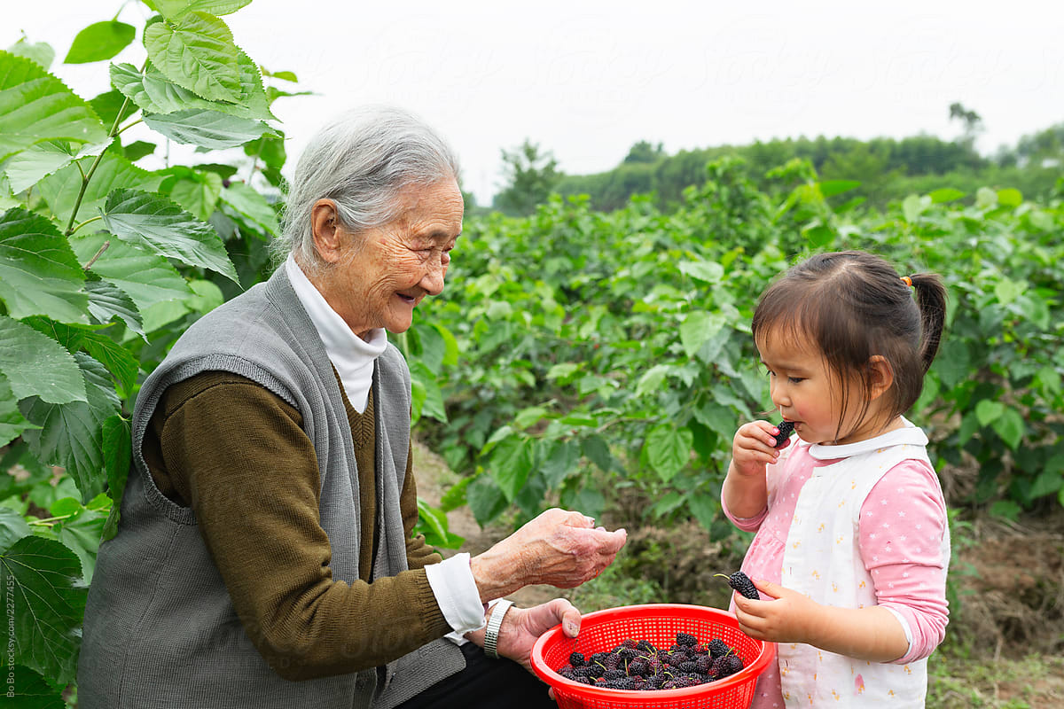 little asian girl picking mulberry outdoor with her great grandmother