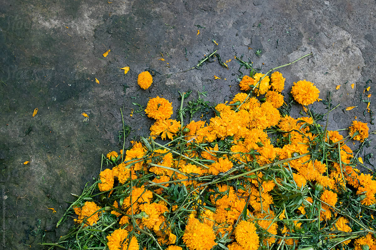 Mexican Marigold on the floor (cempasúchil)