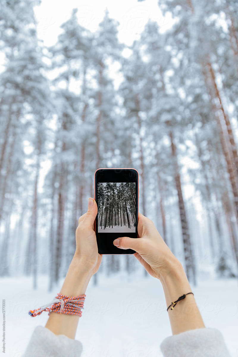Photo of winter forest