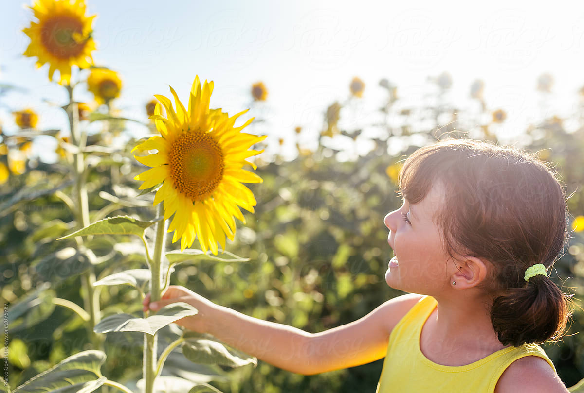 Little girl in a sunflowers field