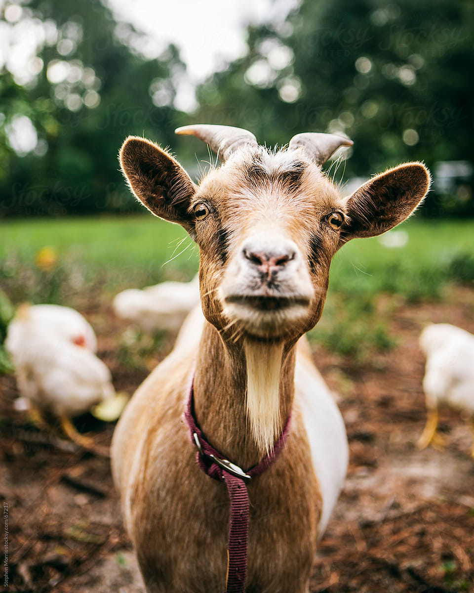 Goat in Barnyard