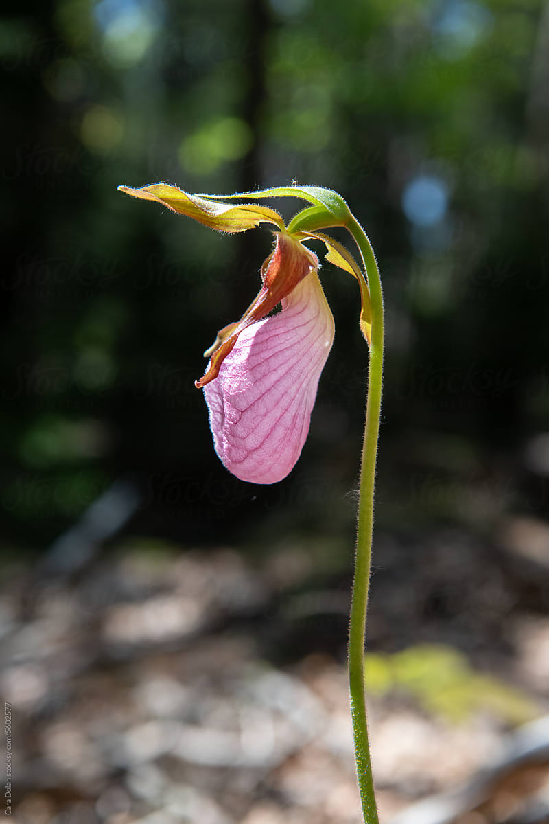 Single Lady Slipper Flower found in a Forest in Maine