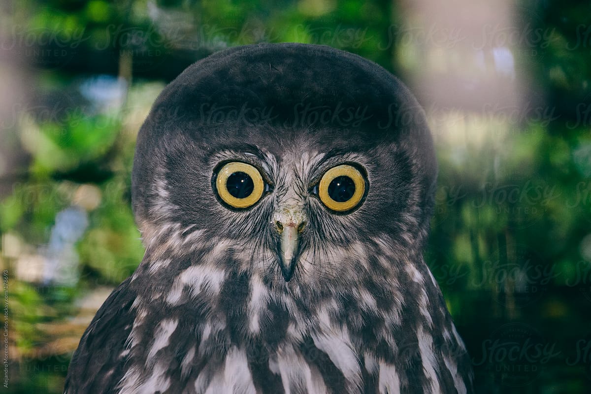 Funny owl with big eyes and big head