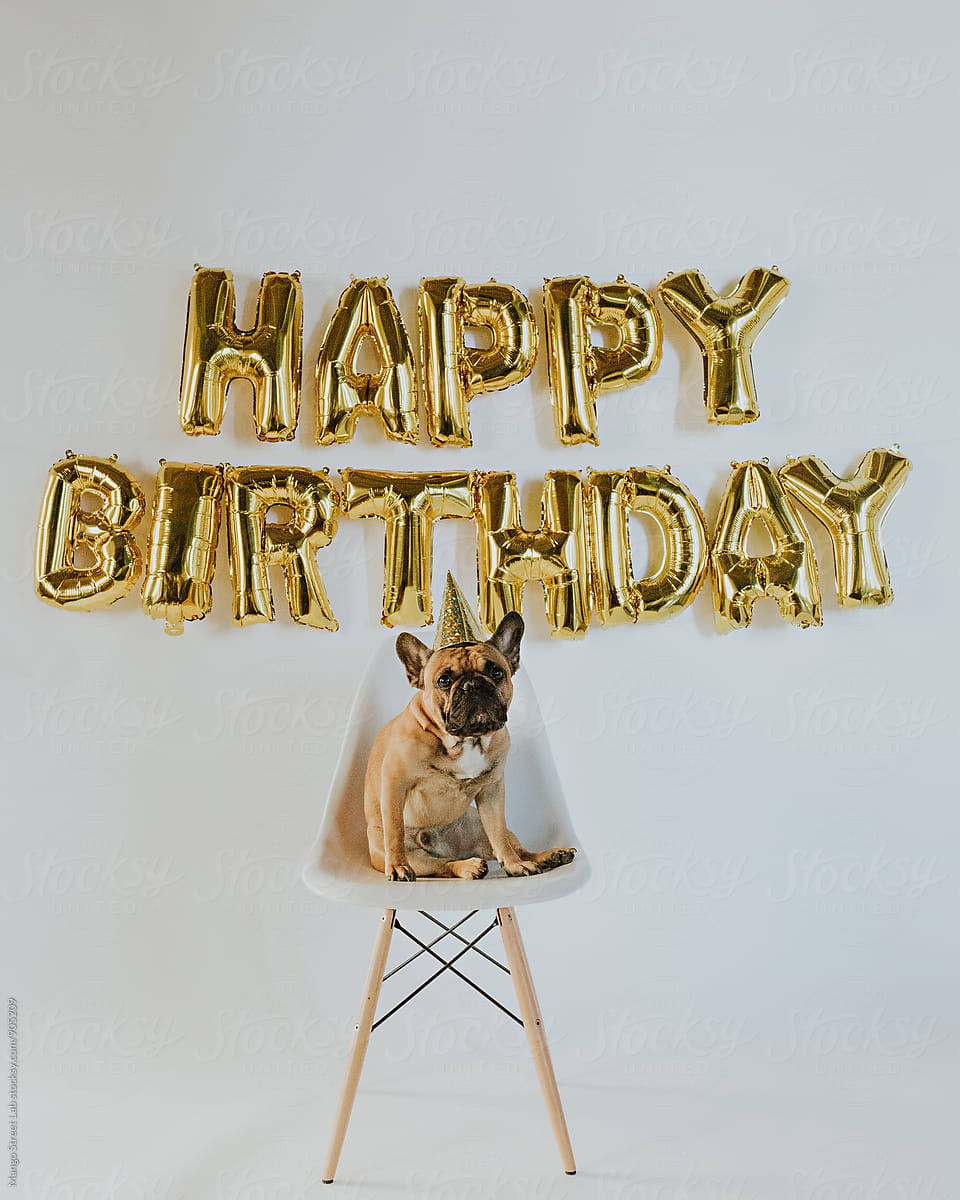 Happy Birthday Balloon Letters and French Bulldog Puppy Wearing a Party Hat