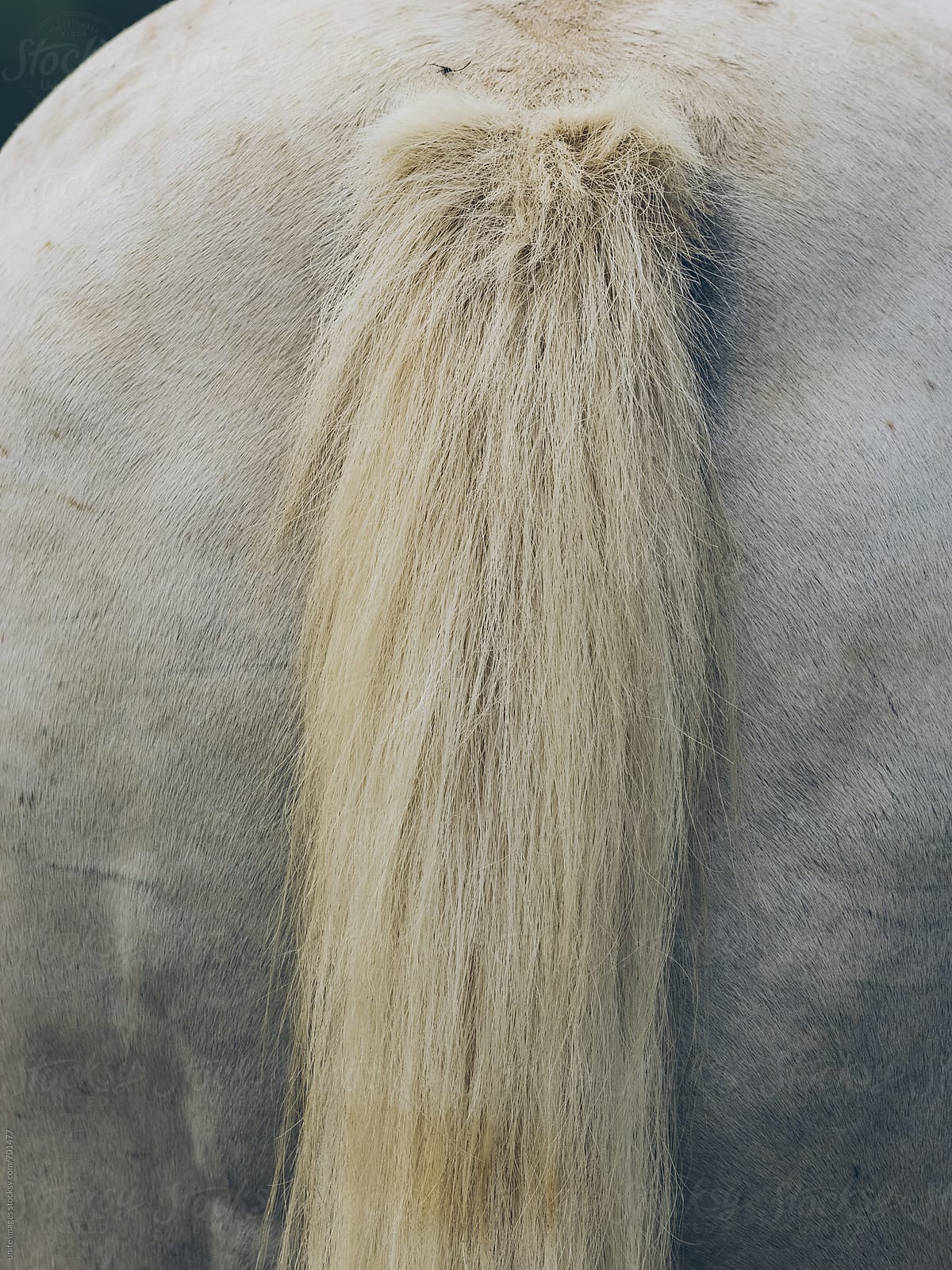 the tail of a white horse