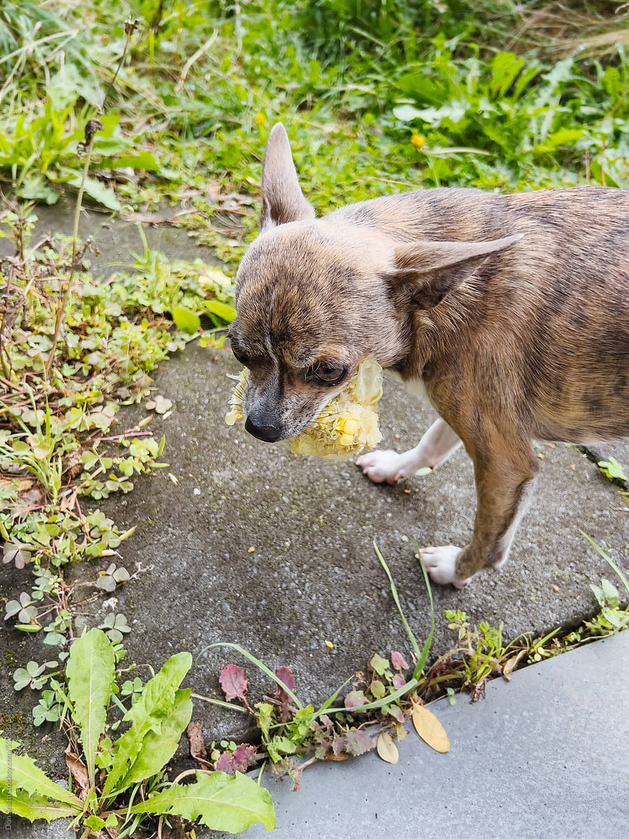 Chihuahua dog with corn cob core in mouth