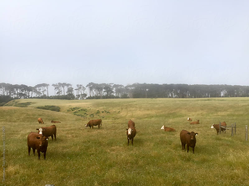 Cows staring in a field
