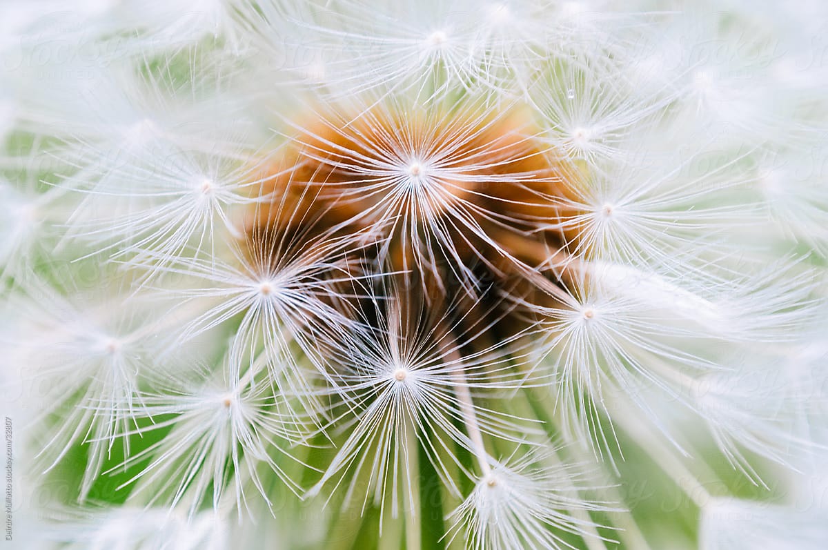 Close-up of a Dandelion Seed Head