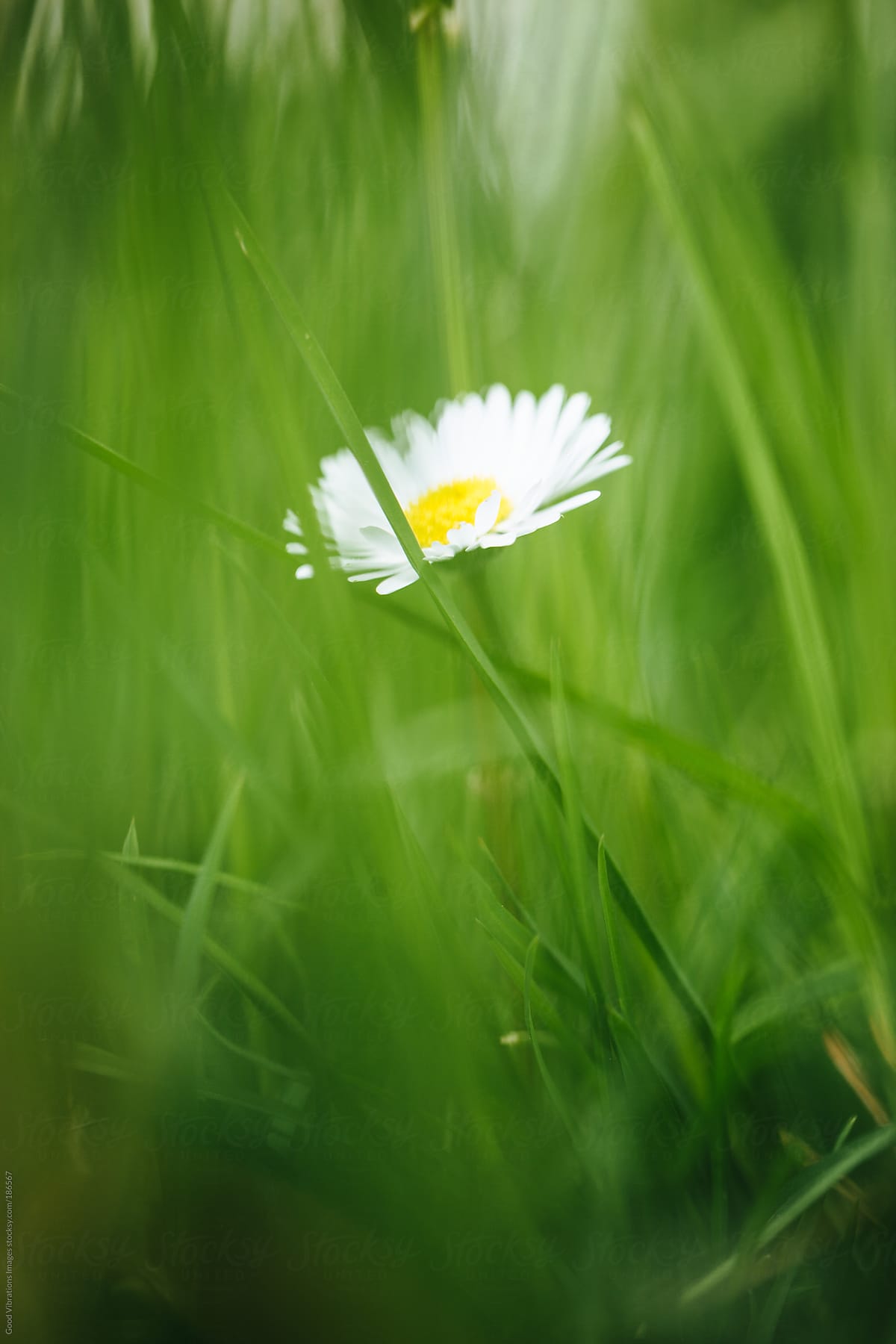 Hidden Daisy in the Grass