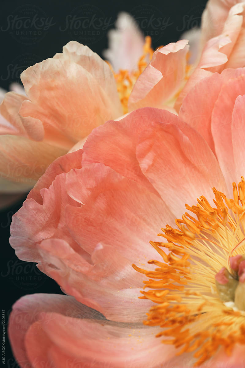Close Up Of Fading Peony Blossoms