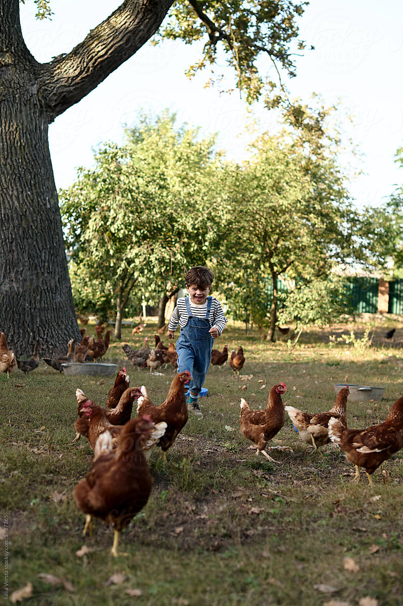 a little boy runs after chickens in a grassy yard