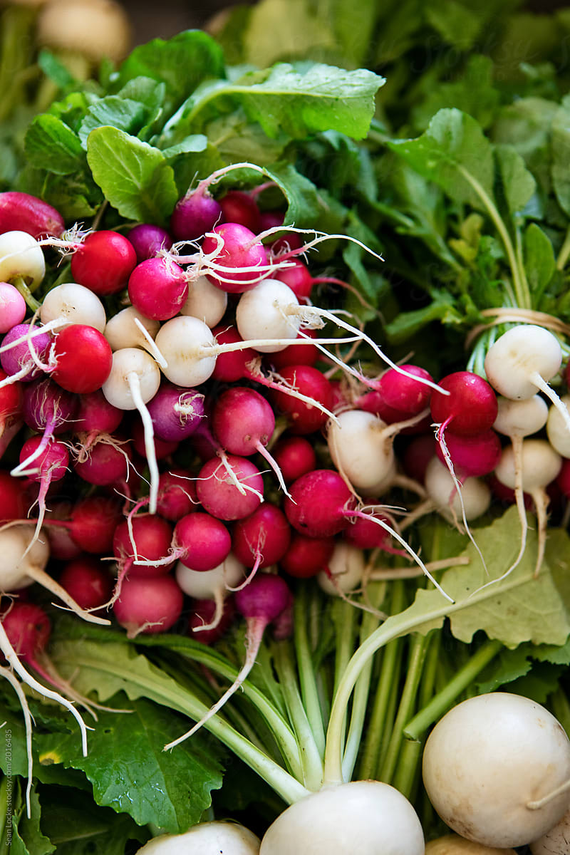 Farm: Fresh Turnips And Radishes Prepared For Market