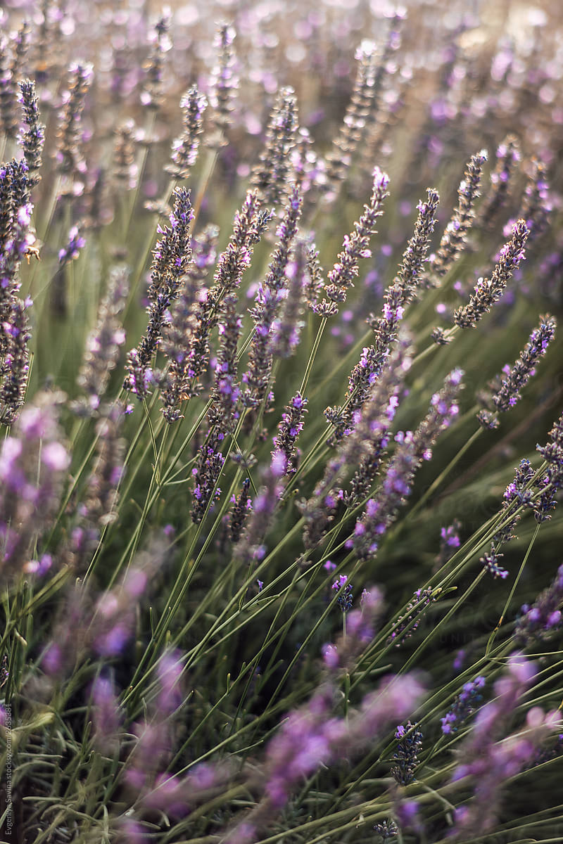 Lavender leaves in the evening light