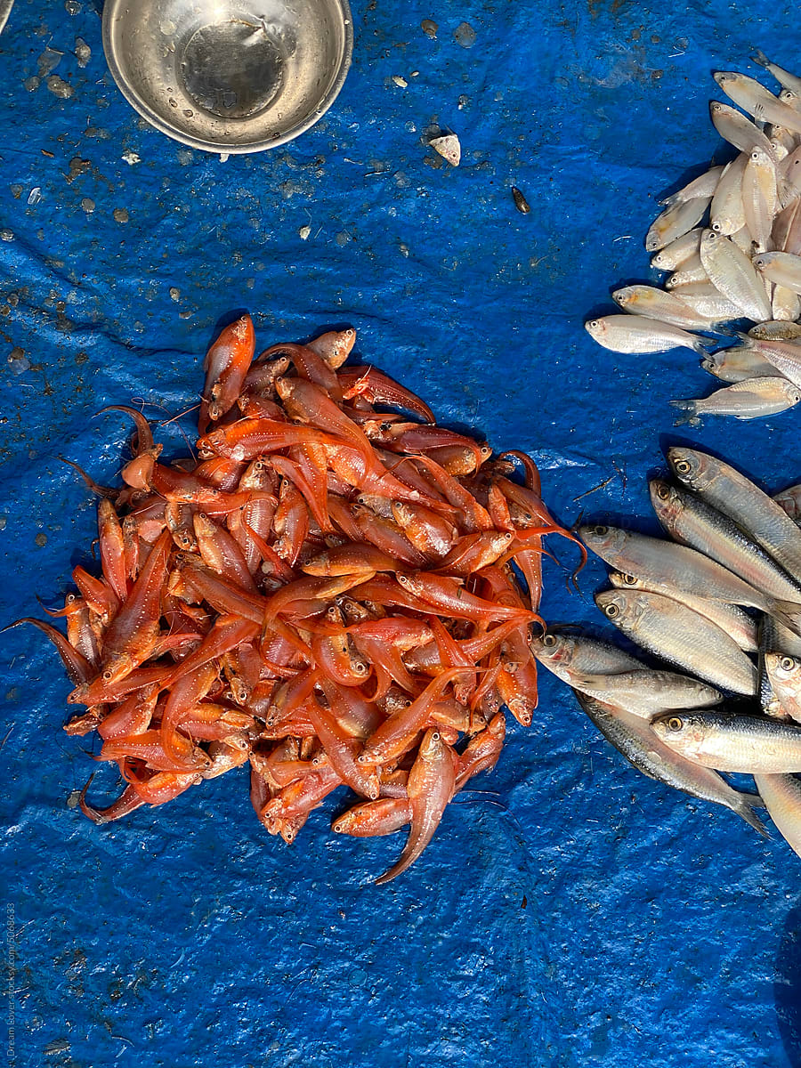 Sea and river raw fishes are selling in a small local market