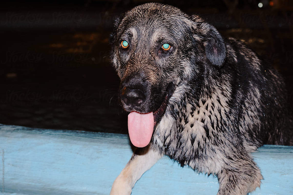 Portrait Of A Wet Dog