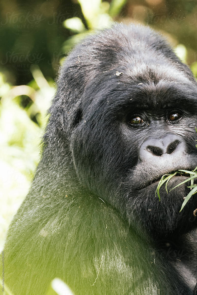 Endangered wild mountain gorilla face