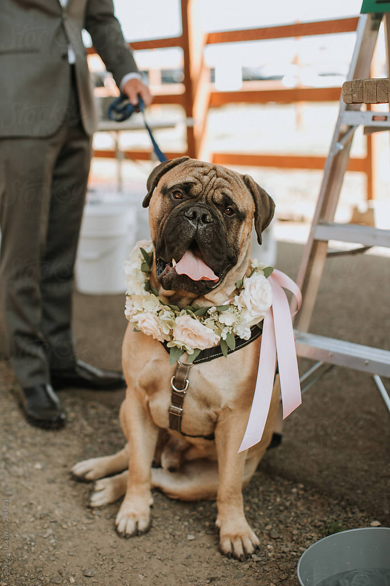 Large Dog at Wedding Wearing Flower Collar