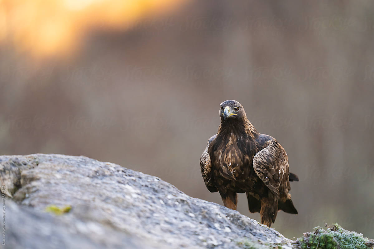 Beautiful Golden Eagle Perched On A Rock