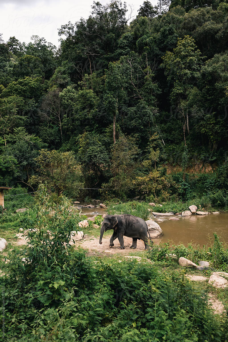 Rescue Elephant park