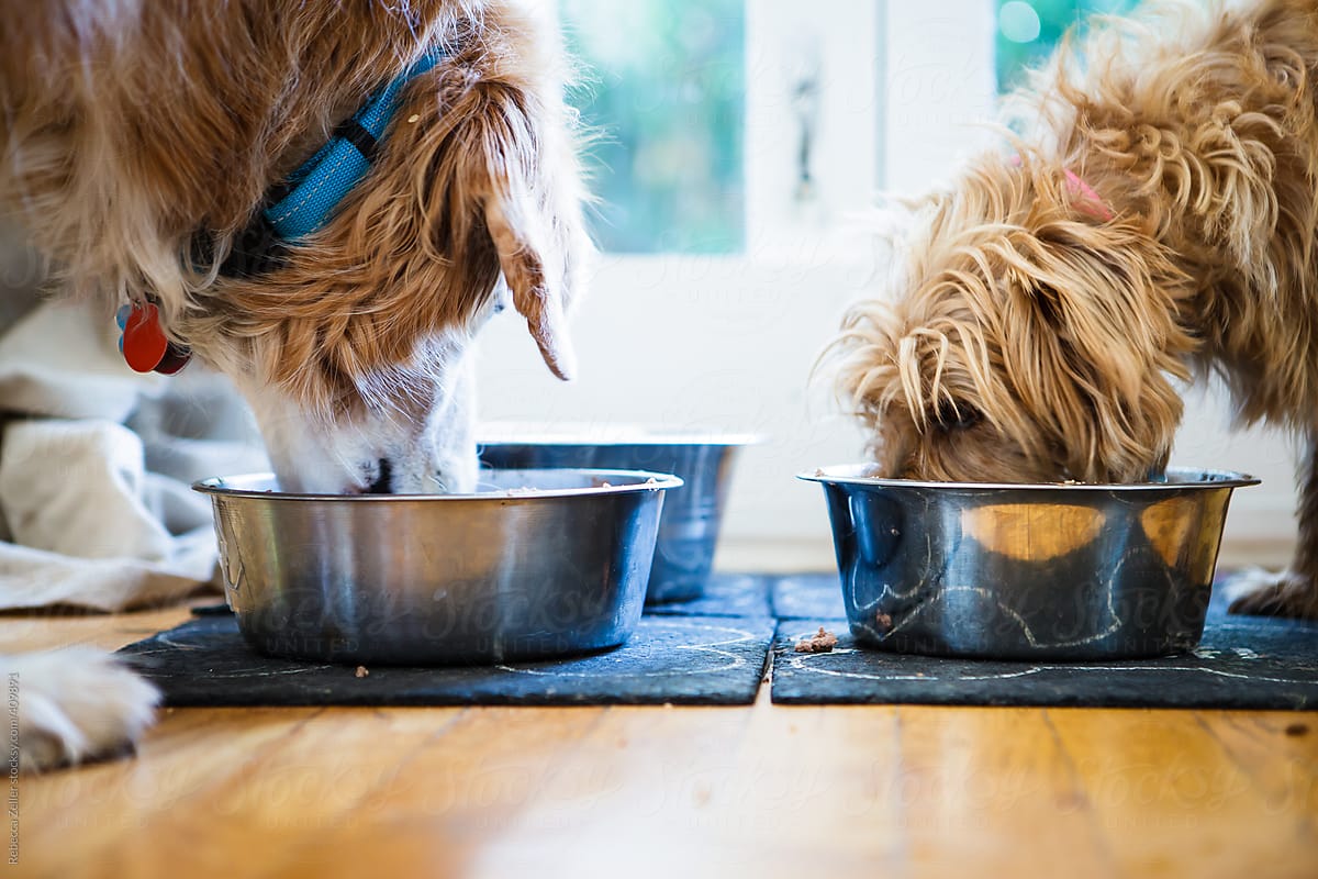 two dogs eating simultaneously from bowls on the floor