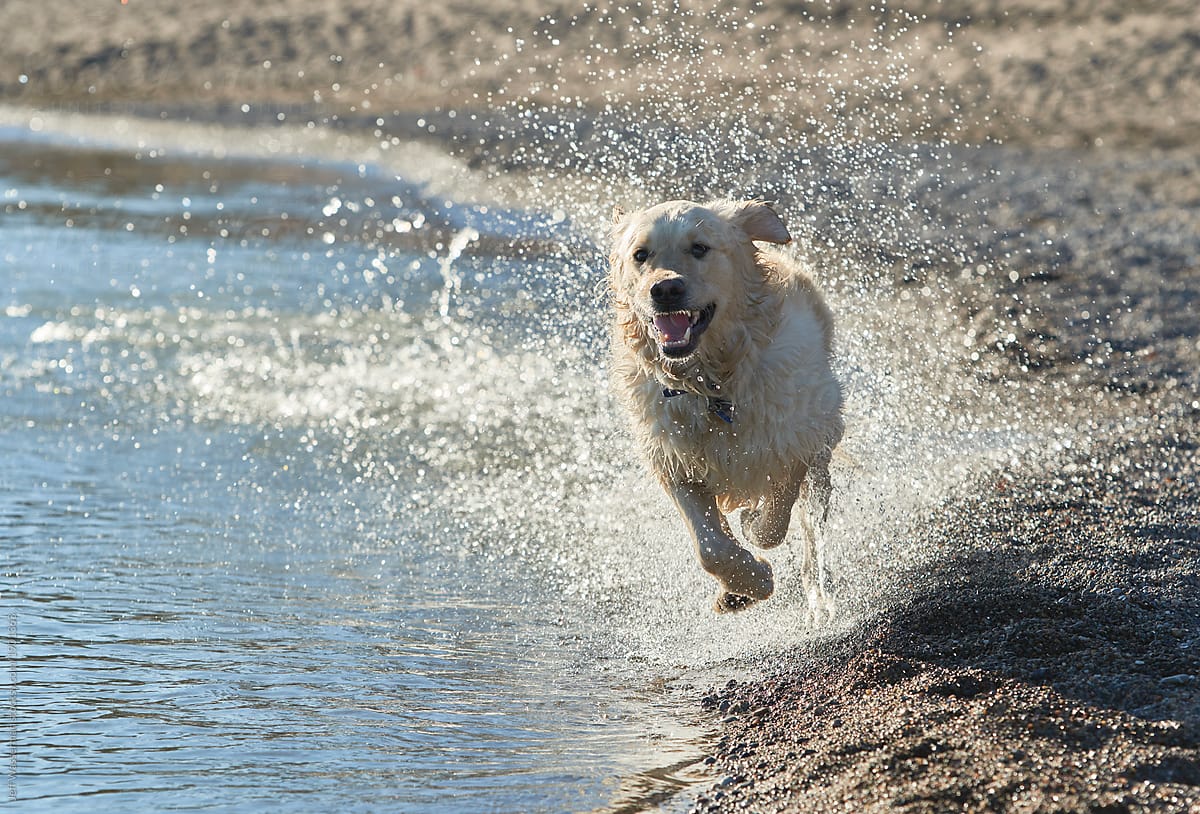 Golden Retriever Running in Water