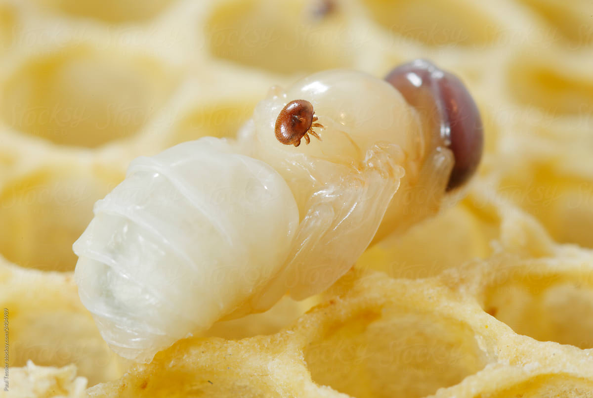 Varroa Mite on Bee Larva