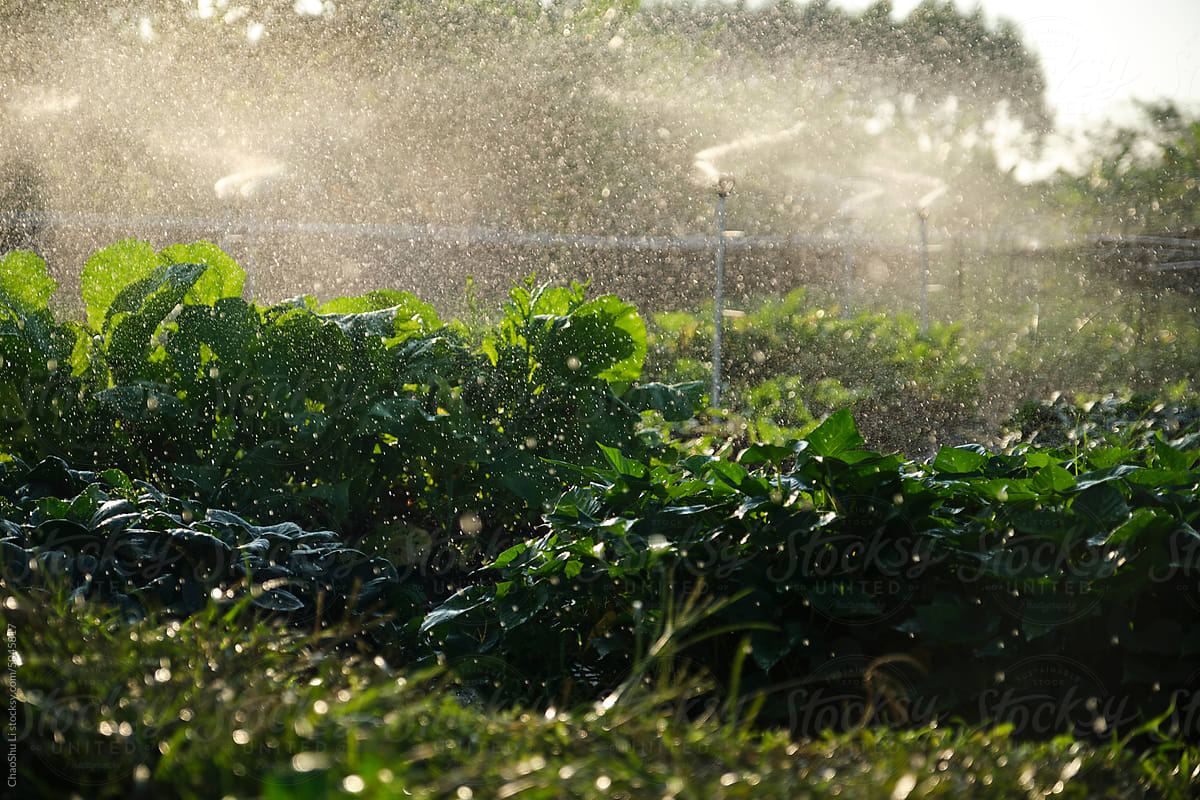 Closeup of a vegetable field being irrigated by spraying water