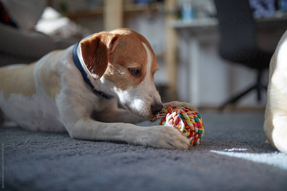 Dog Playing With A Toy