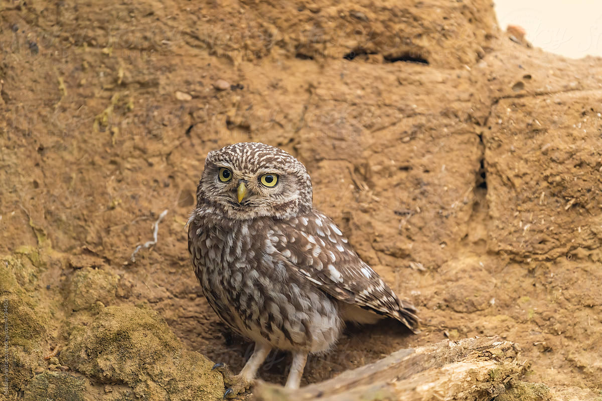 Little Owl Perched Outside Its Burrow