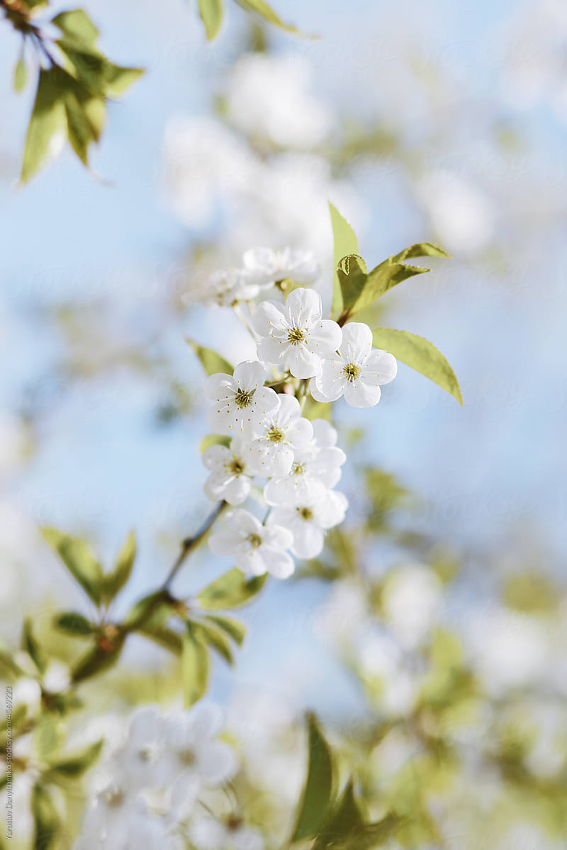 White spring flowers on apple tree outdoors