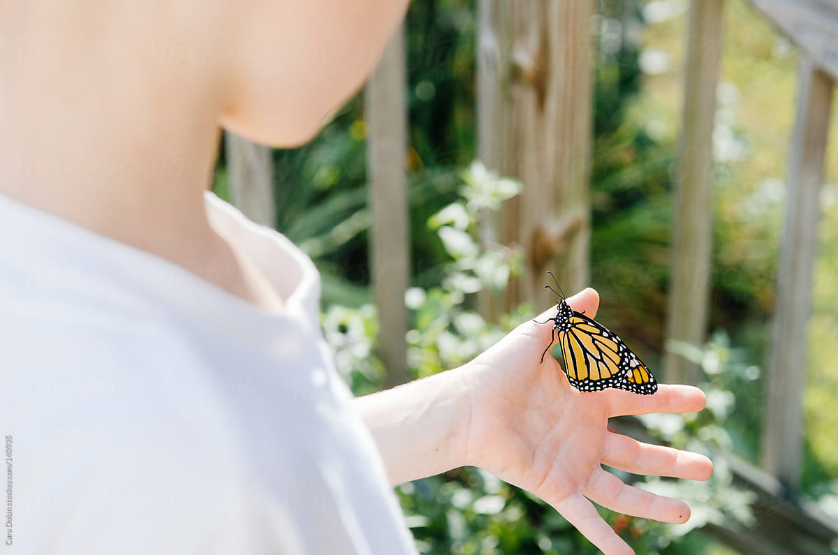 Child holds a monarch butterfly in his hand