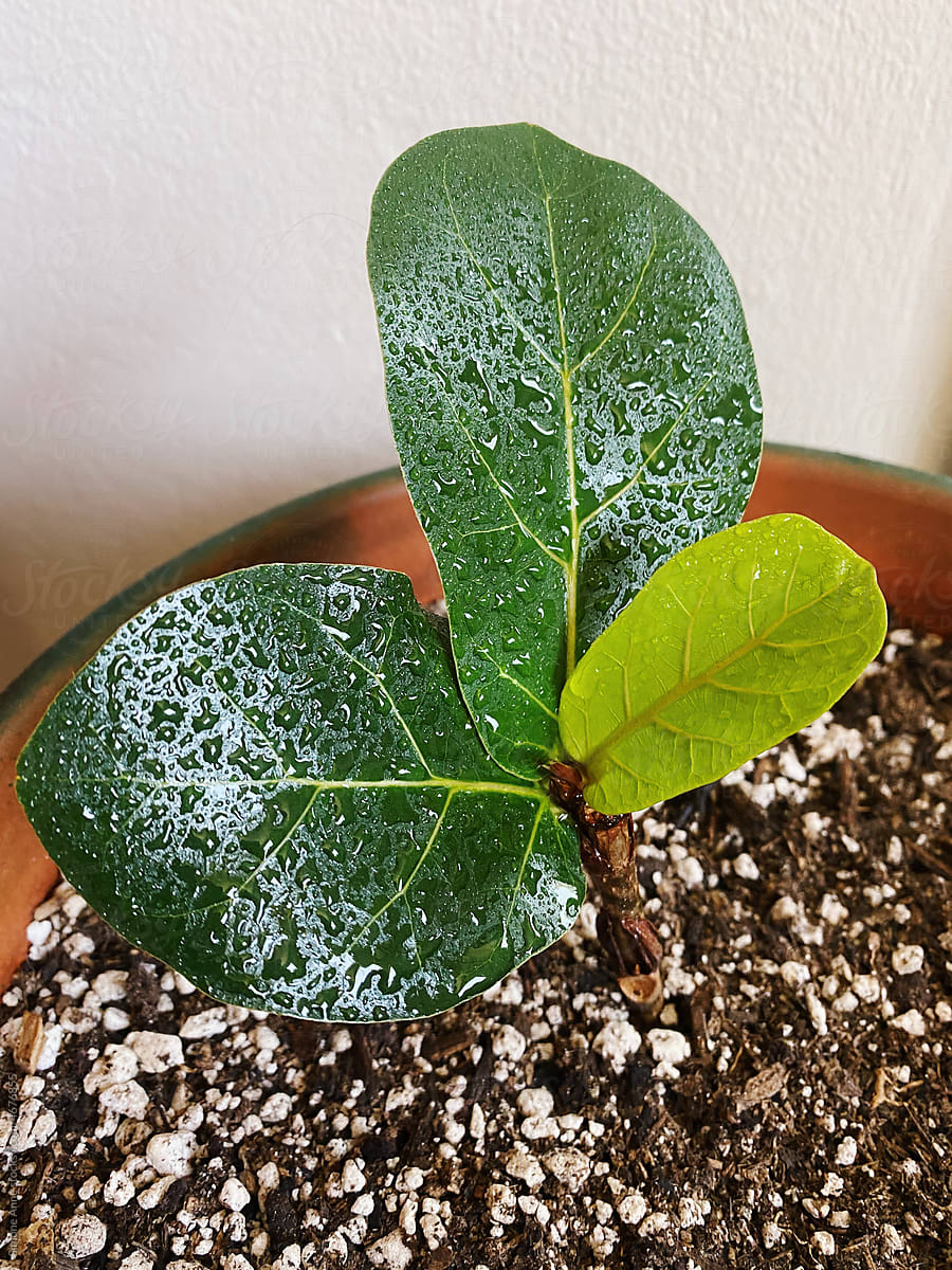 Three leaf plant with water spritzed on it