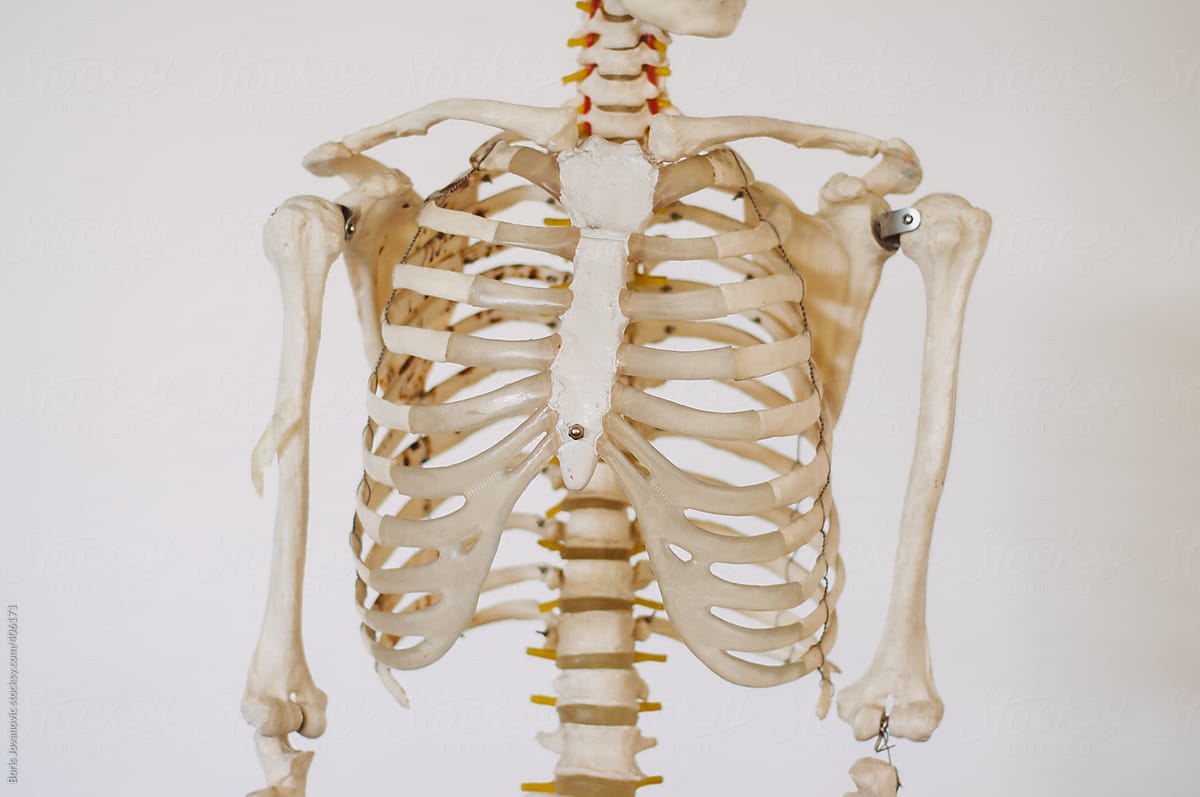 Skeleton chest, anatomy skeleton