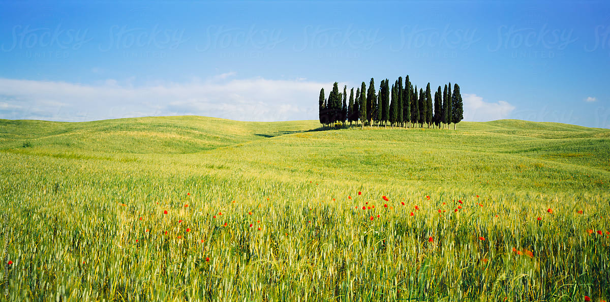 Wild flowers and cypress trees, Tuscany, Italy, Europe