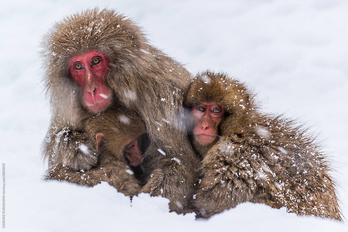 Parent and child monkeys enduring a blizzard